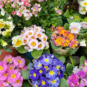 Generic primrose seeds thrive in partial shade for cooler gardens.