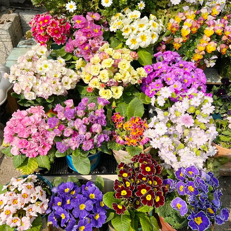 Generic 1000+ primrose seeds bloom while attracting pollinators.