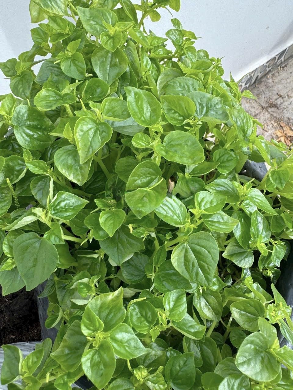 Generic Rau Cangua leaf close-up highlights claw-shaped foliage for herb gardens.