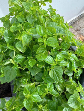 Generic Rau Cangua leaf close-up highlights claw-shaped foliage for herb gardens.