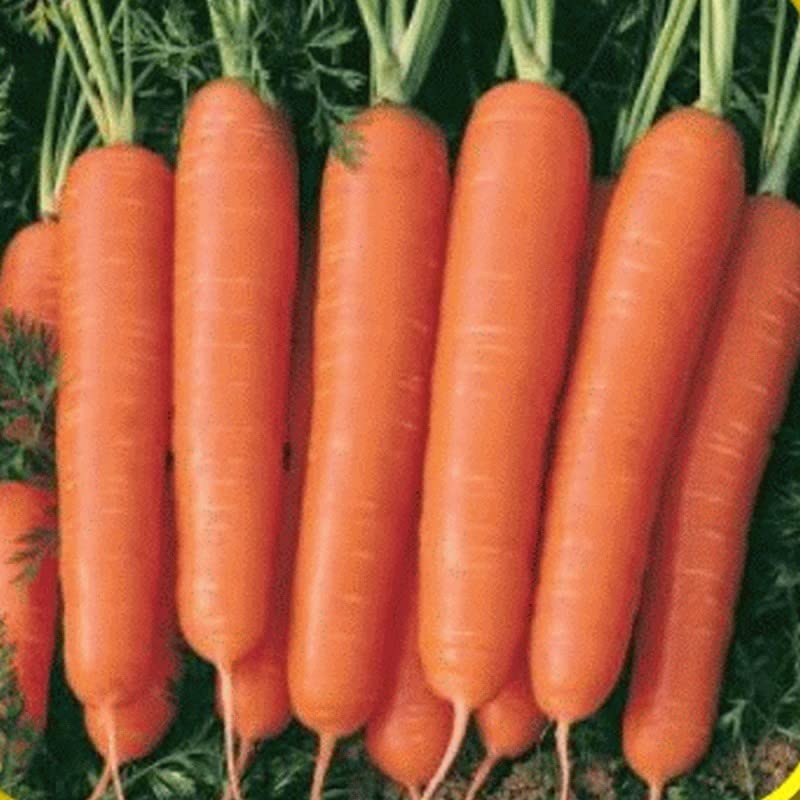 Generic Scarlet Nantes carrot seeds bulk pack for large gardens and juicing.