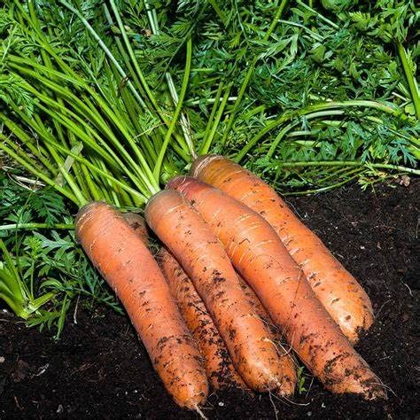 Scarlet Nantes carrot seeds shown in garden setup for organized planting.