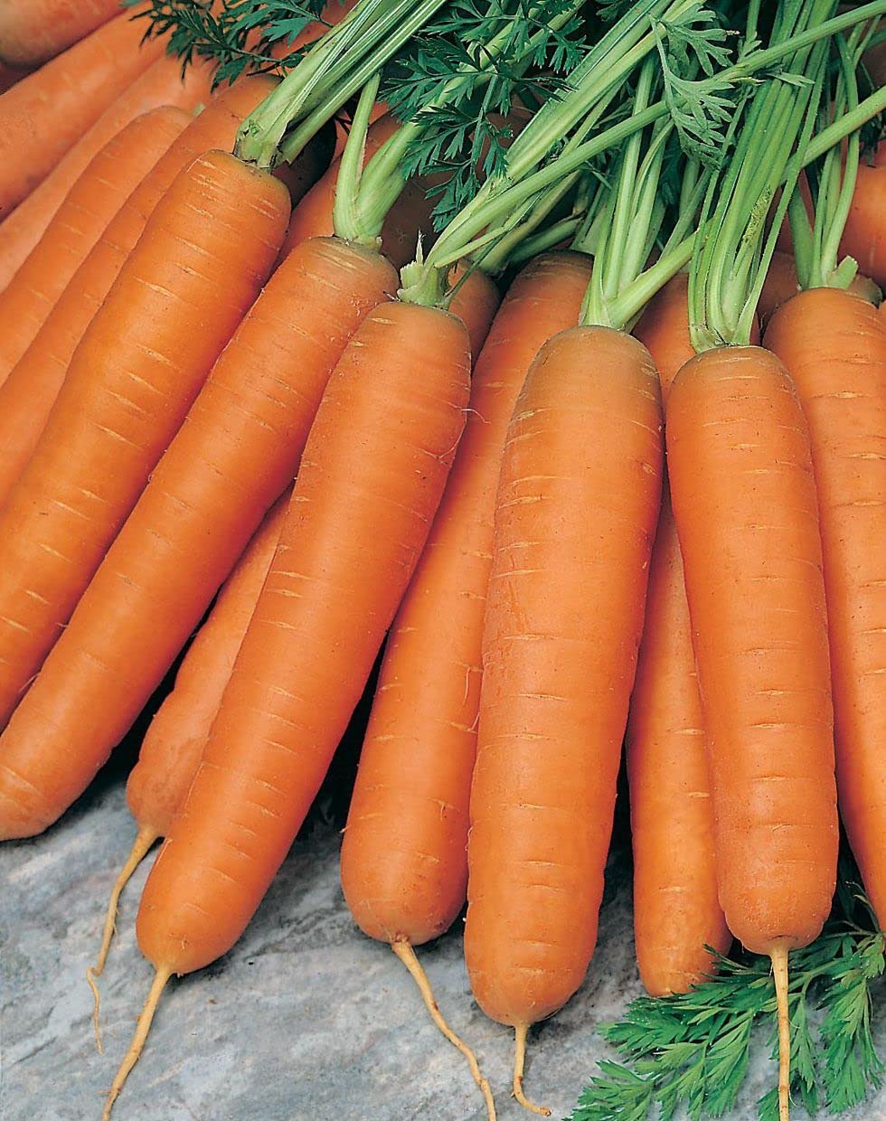 Generic Scarlet Nantes carrot harvest-ready roots show bright color and crisp texture.