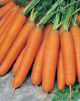 Generic Scarlet Nantes carrot harvest-ready roots show bright color and crisp texture.