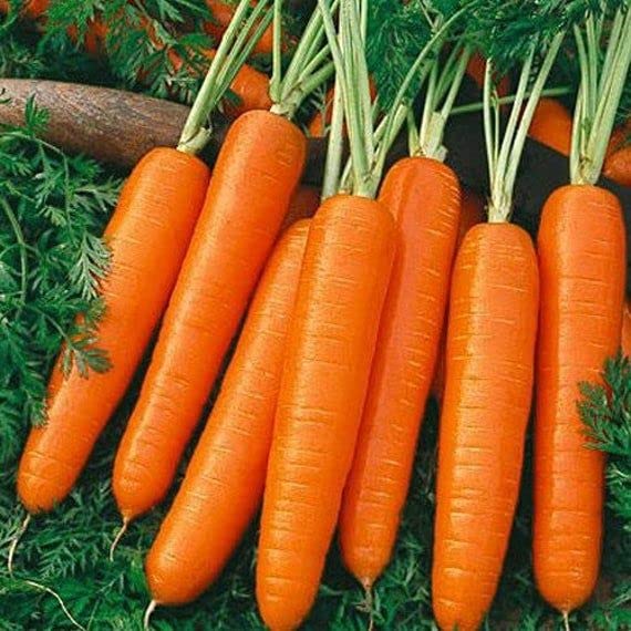 Generic Scarlet Nantes carrot seeds for planting in sun or partial shade.