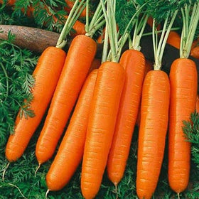Generic Scarlet Nantes carrot seeds for planting in sun or partial shade.