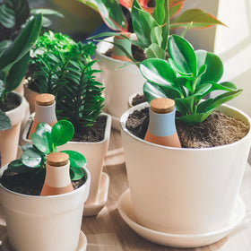 Generic terracotta spikes for large pots deliver hydration to roots.