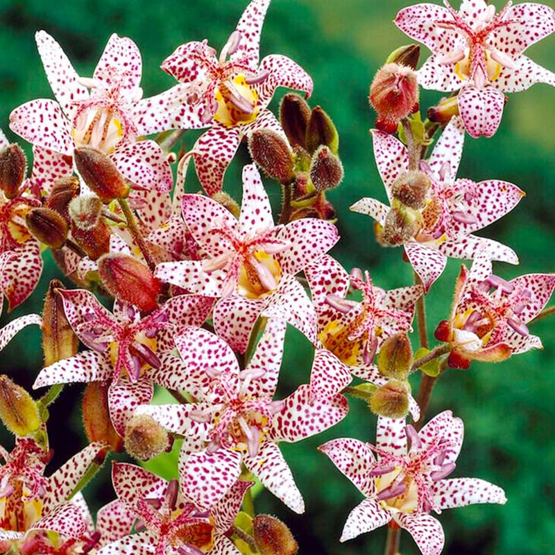 Generic Tricyrtis Wonder toad lily planting in shade demonstrates woodland border appeal