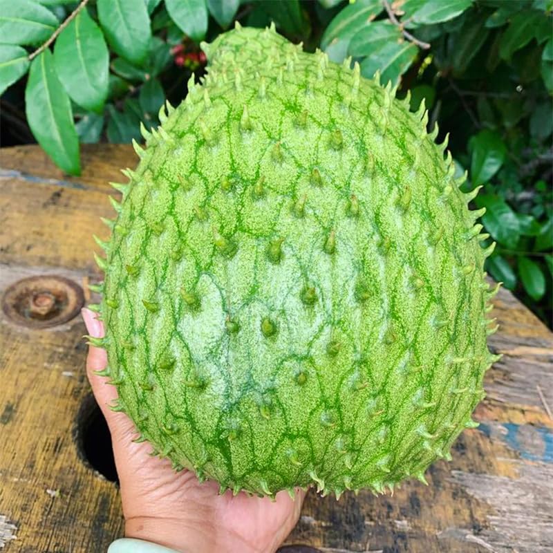 Generic Soursop seed germination in a warm location supports healthy sprouts.