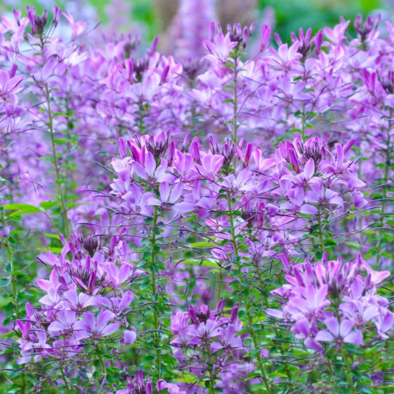 Generic Spider Flower Cleome Mix blooms up close with dramatic spikes for garden accents.