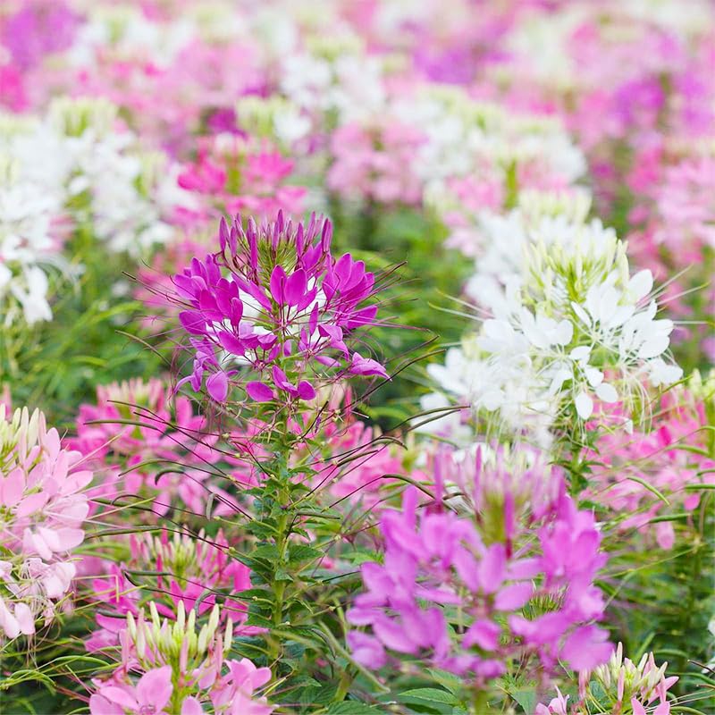 Generic Spider Flower Cleome Mix adds color to borders and perennial beds.
