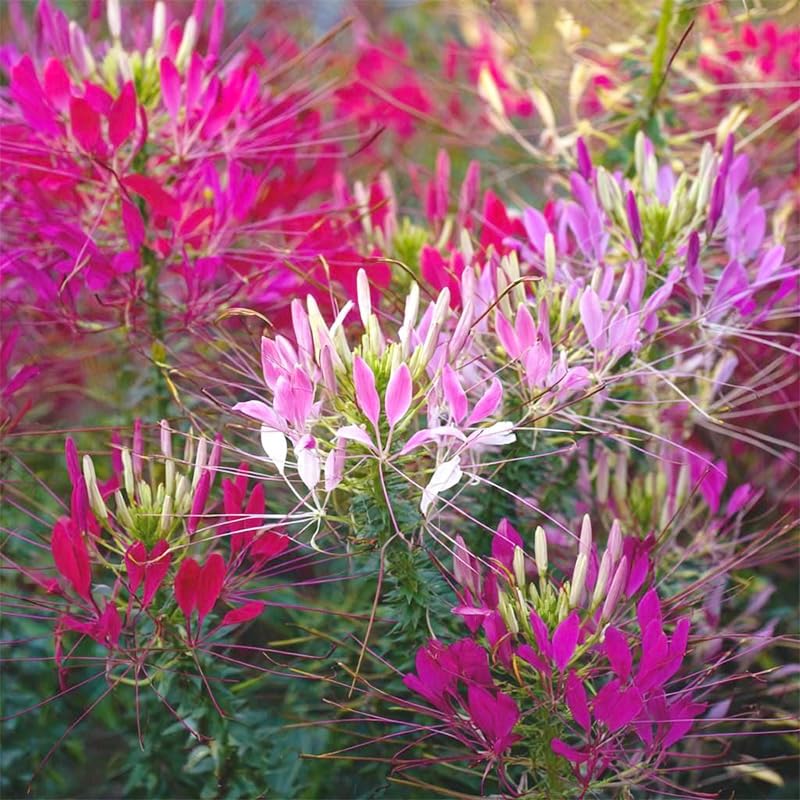 Generic Spider Flower Cleome Mix attracts butterflies and hummingbirds for lively summers.