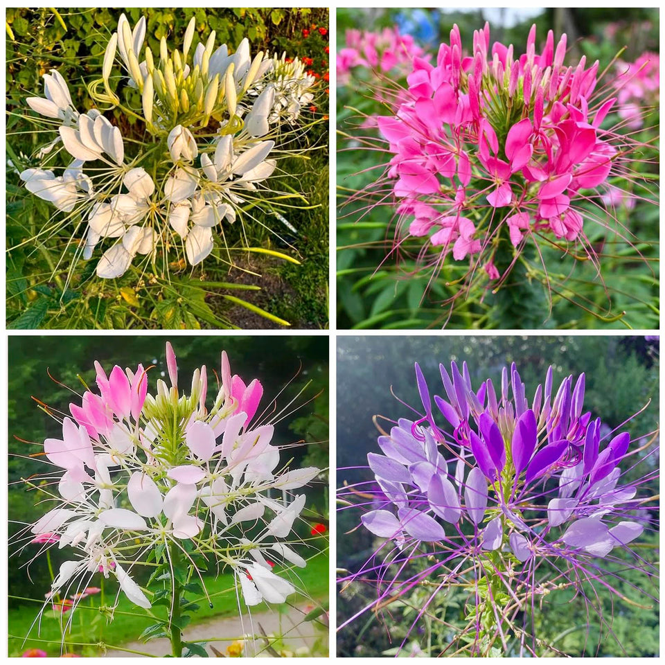 Generic Spider Flower Cleome Mix seed pack, boosts sunny borders and attracts pollinators.