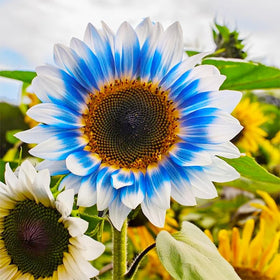 Generic sunflower seedling growth stages in early garden season.