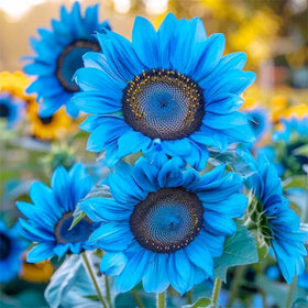 Generic sunflower seeds for direct sowing in sunlit garden beds.