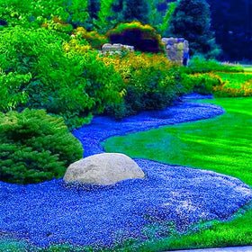 Seed sowing in soil with Generic thyme seeds for sunny beds and borders.