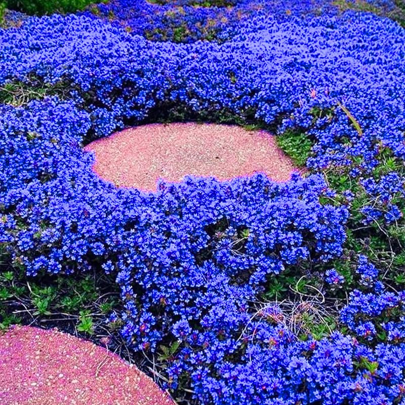 Closeup of Generic Thymus Serpyllum ground-cover seeds for borders and a low carpet.