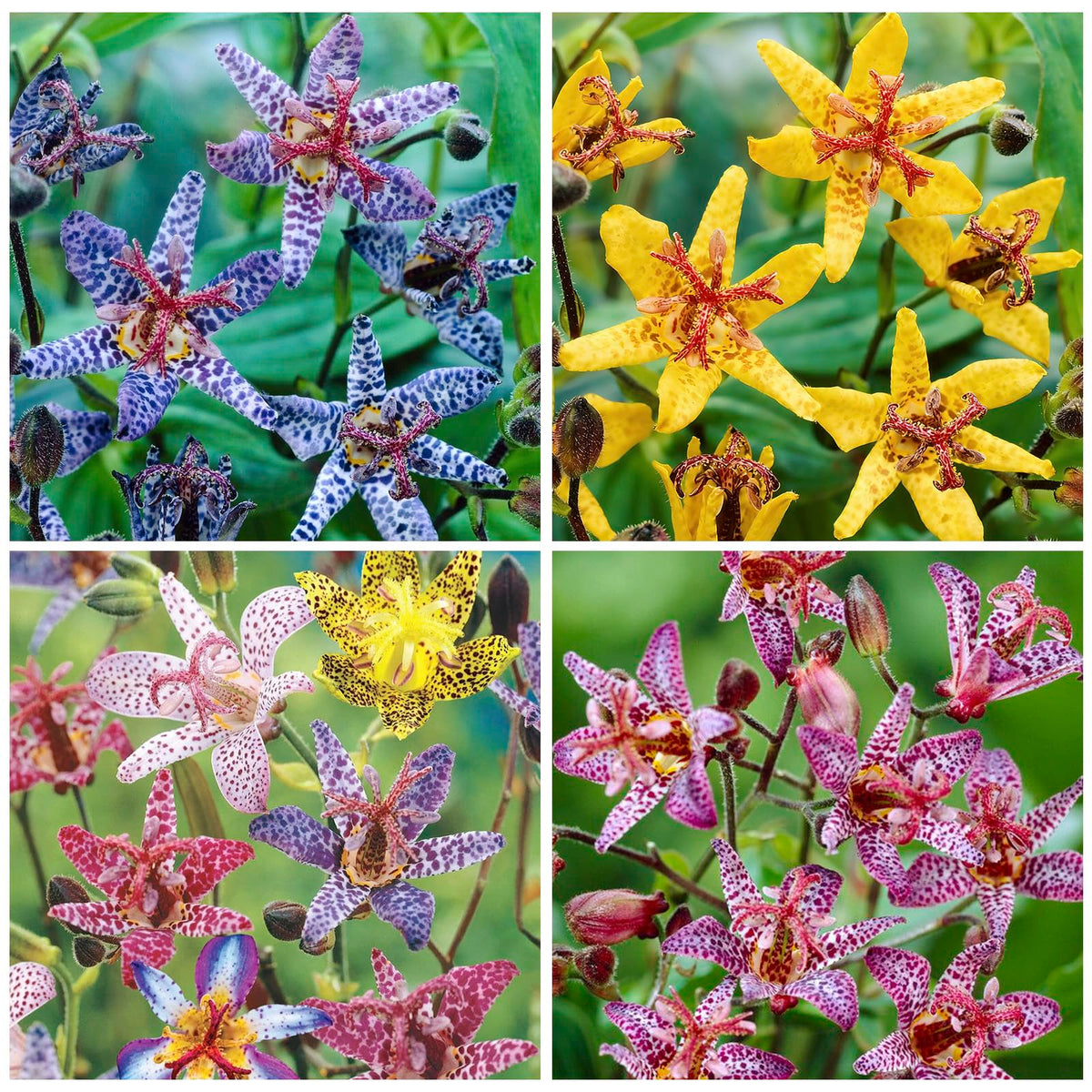 Generic Tricyrtis Wonder toad lily close-up shows purple speckles for shade garden accent