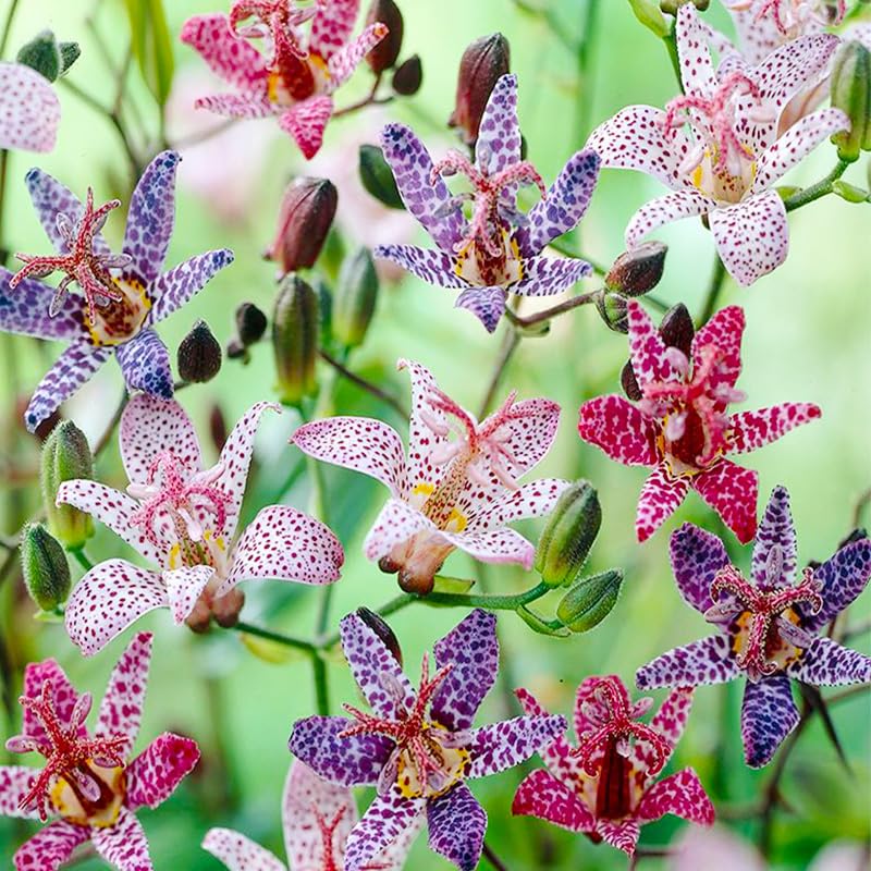 Generic Tricyrtis Wonder toad lily seeds pack for shaded borders