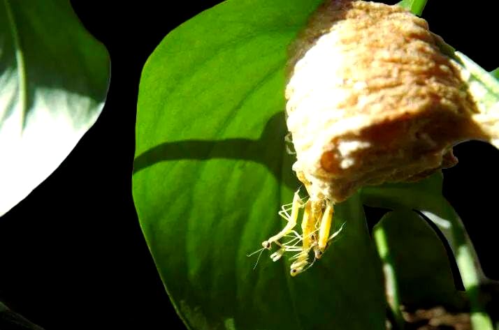 Generic mantis eggs from US fields support eco-friendly garden balance.