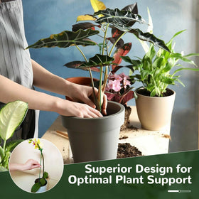Generic versatile stake set supports vines, vegetables, and decorative flowers