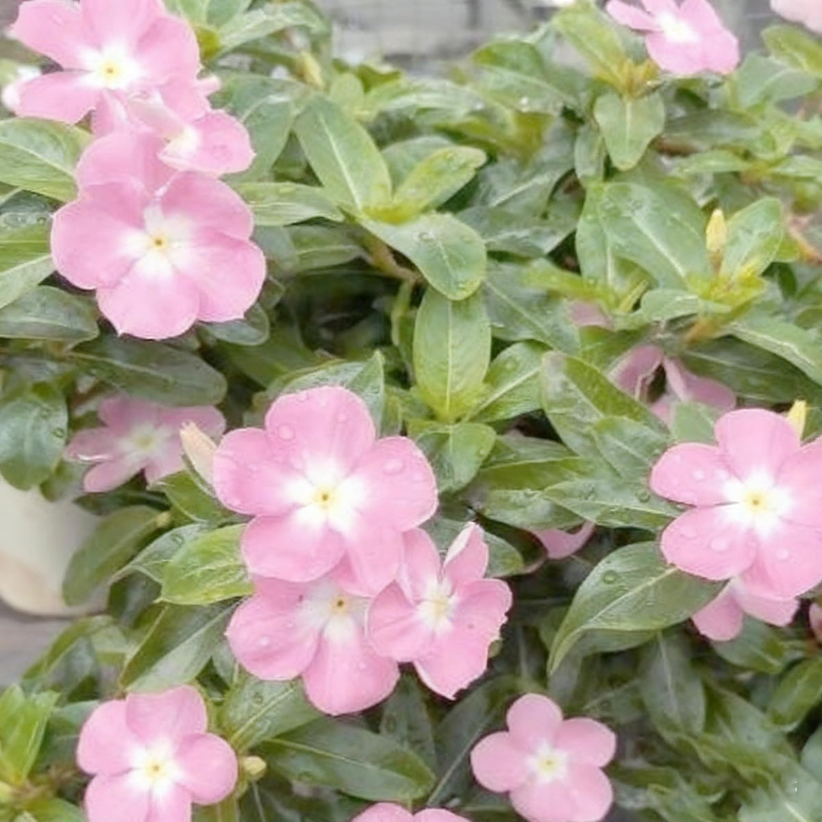 Generic Vinca Periwinkle 1000-seed packet offers generous garden coverage.