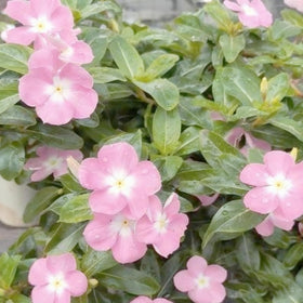 Generic Vinca Periwinkle 1000-seed packet offers generous garden coverage.