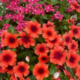Generic Vinca Periwinkle bed and border display adds versatile landscape color.