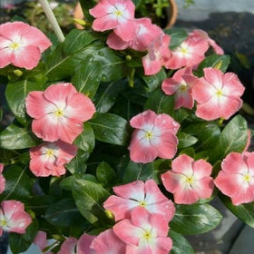 Generic Vinca Periwinkle hanging baskets deliver cascading color and easy upkeep.