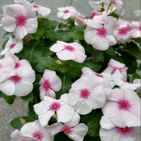 Generic Vinca Periwinkle drought-tolerant flowers thrive in sunny, low-water landscapes.