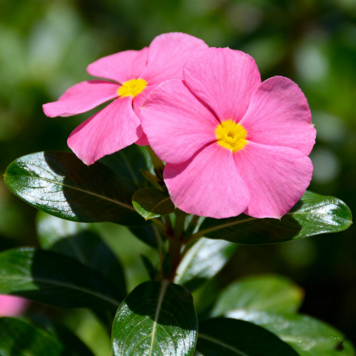 Generic Vinca Periwinkle mixed-color blooms brighten borders with season-long color.