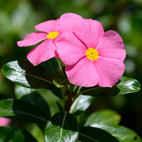Generic Vinca Periwinkle mixed-color blooms brighten borders with season-long color.