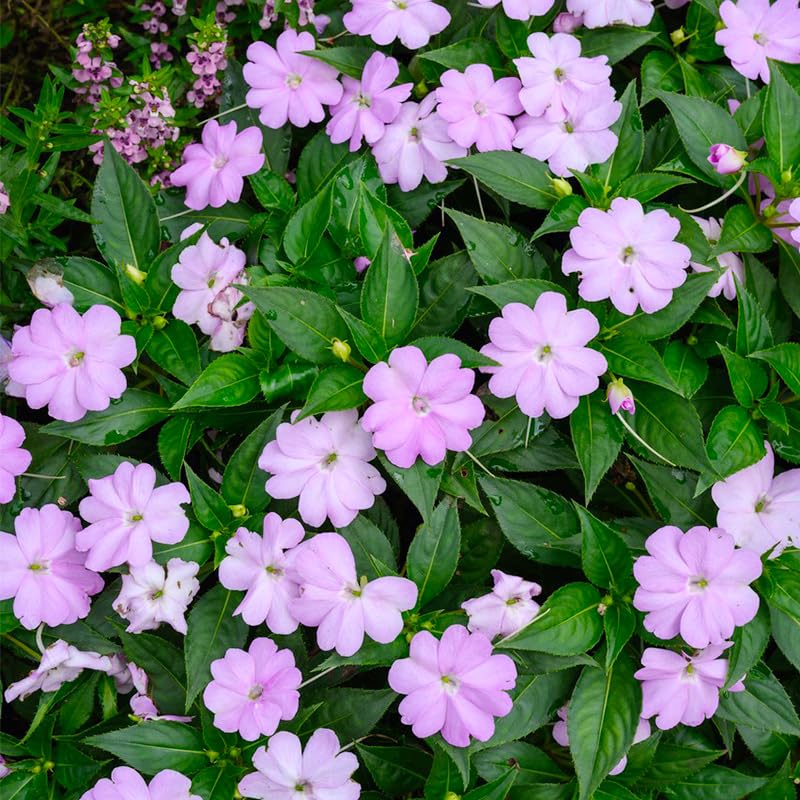 Generic Vinca Periwinkle seeds for borders and lasting color in sunny to partly shaded beds.