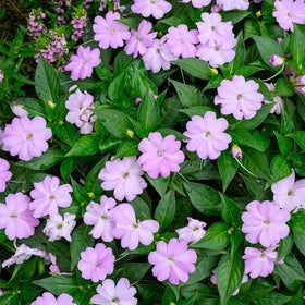 Generic Vinca Periwinkle seeds for borders and lasting color in sunny to partly shaded beds.