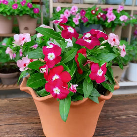 Generic Vinca Periwinkle planting in a container shows compact, repeat-blooming growth.