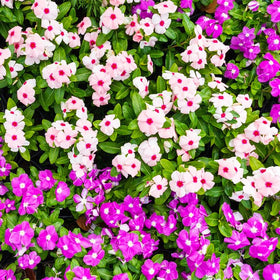 Generic Vinca seeds for containers with continuous blooms.
