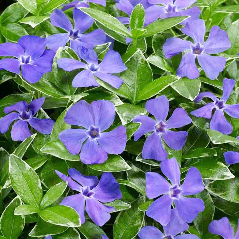 Generic Vinca seeds ideal for ground cover and slopes.