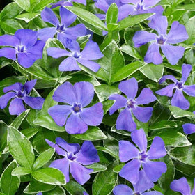 Generic Vinca seeds ideal for ground cover and slopes.