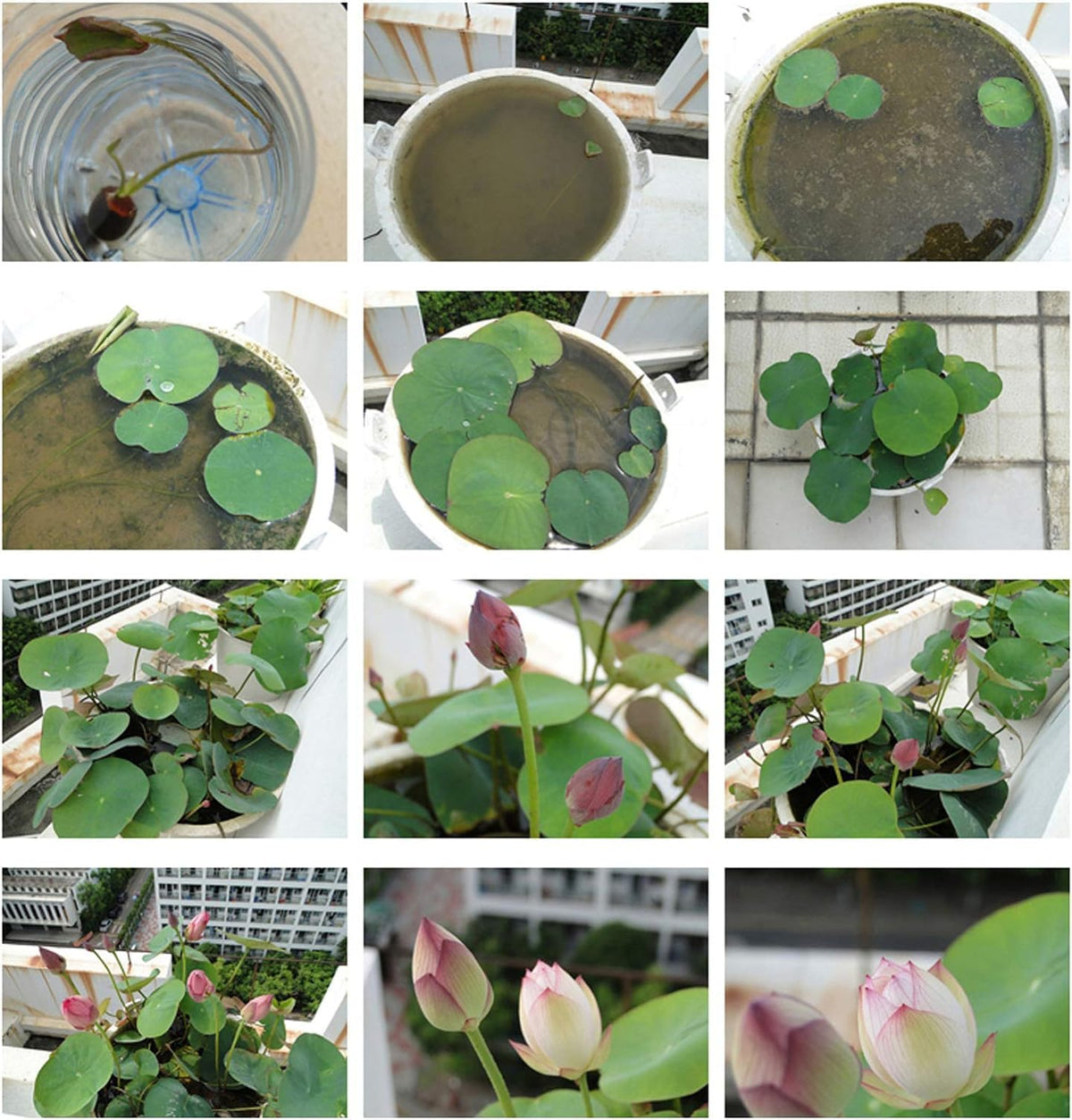 Generic water-garden lotus seeds outdoor-pond use for tranquil landscape features
