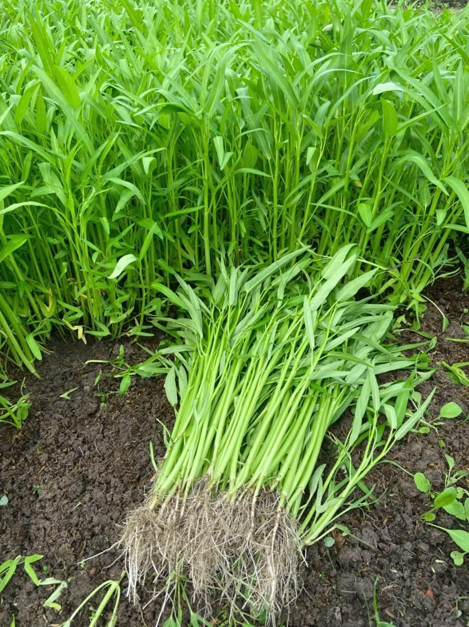 Seed-packed option for raised beds and container gardens
