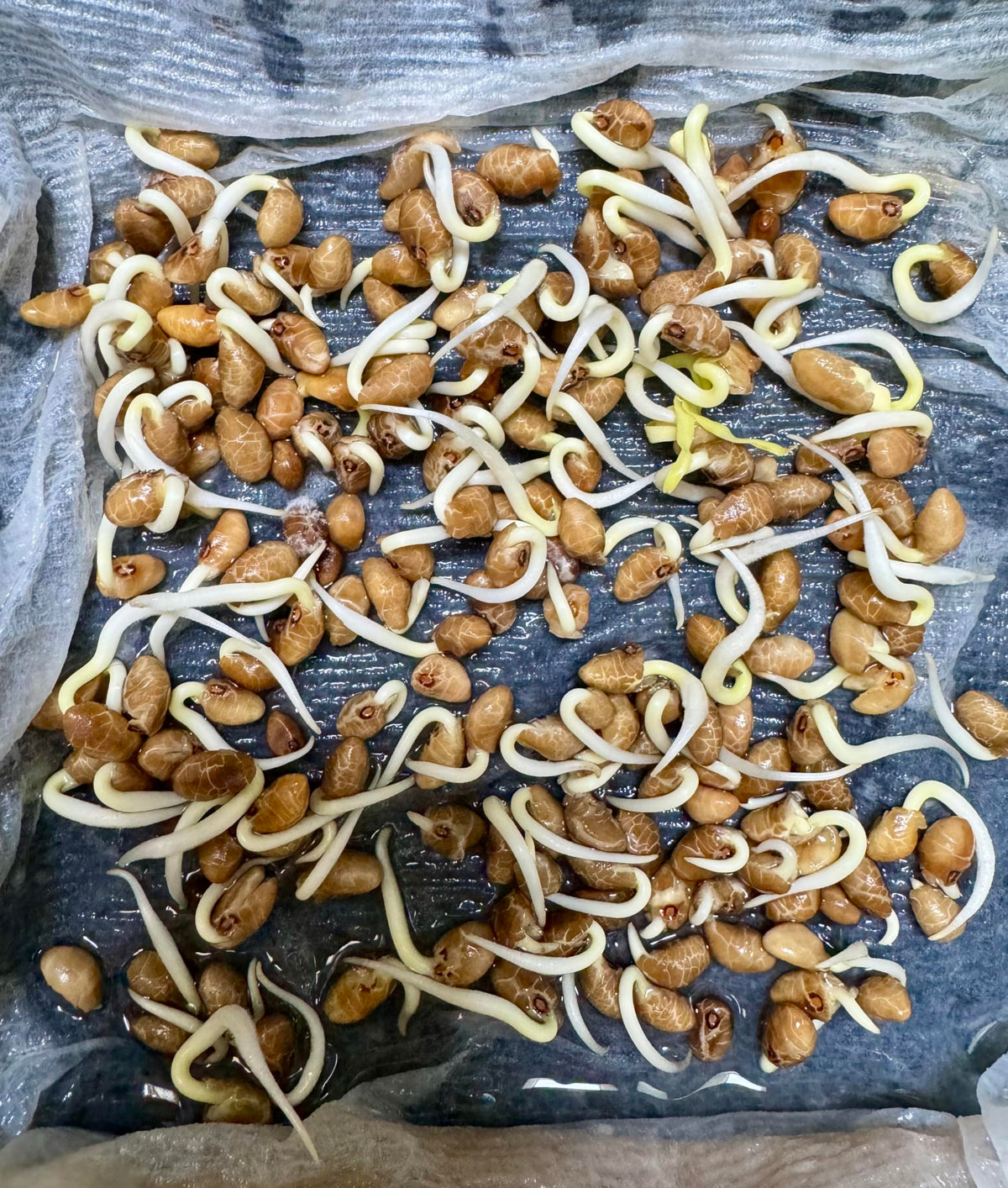 Generic water spinach seeds germinating for quick harvests in warm climates