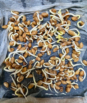 Generic water spinach seeds germinating for quick harvests in warm climates