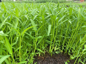 Harvest-ready leaves from the backyard water spinach after 30–45 days