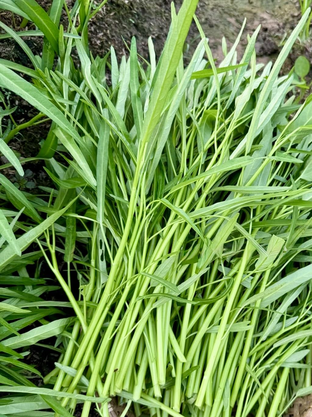 High germination rate seeds ideal for beginners and seasoned gardeners