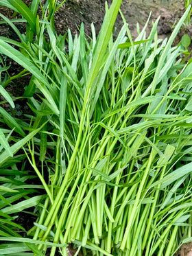 High germination rate seeds ideal for beginners and seasoned gardeners
