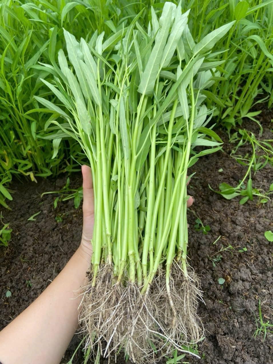 Generic water spinach seeds in packaging for easy home gardening and fresh greens