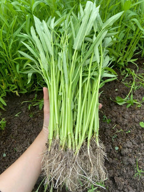 Generic water spinach seeds in packaging for easy home gardening and fresh greens