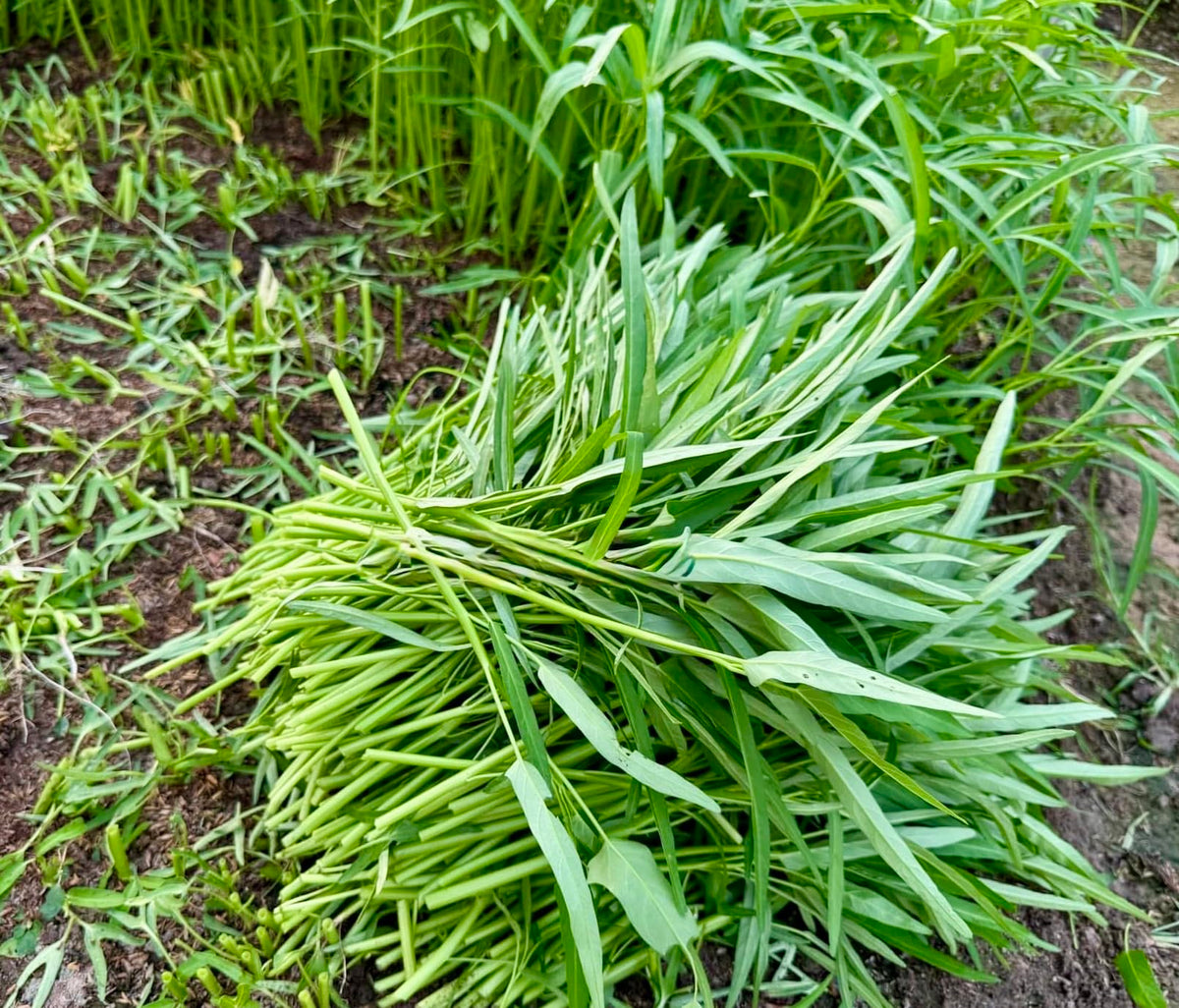 Heirloom, non-GMO seeds for chemical-free vegetable gardening