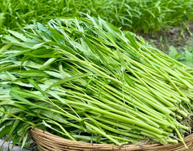 Young water spinach seedlings ready to transplant into containers or beds