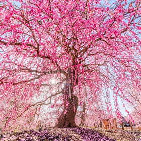 Generic Weeping Cherry Seeds cascade bloom for elegant focal point in your garden